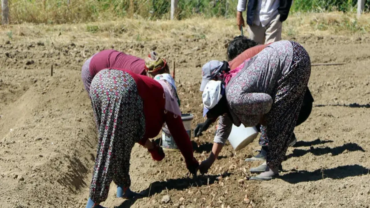 80 bin çiçekten sadece 500 gram elde ediliyor: Kilosu 600 bin lira