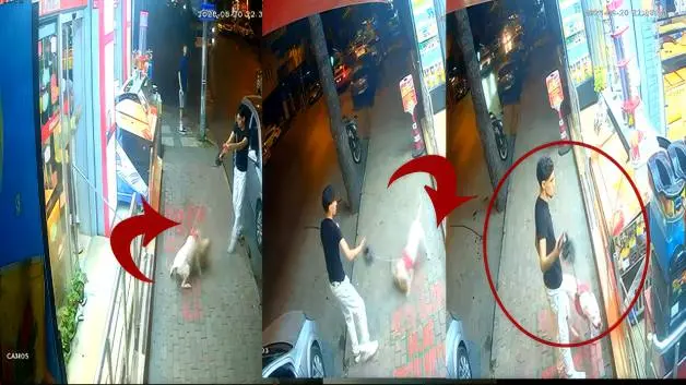 Ağzılıksız gezdirilen doberman kediyi parçaladı esnaf isyan etti