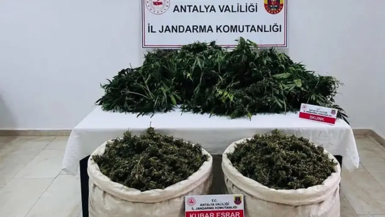 Antalya'da zehir tarlasına jandarma darbesi: Kilolarca esrar ele geçirildi!