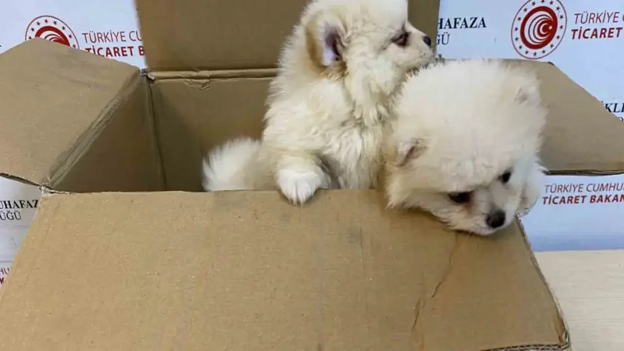 Bakanlıktan yavru köpeklere yönelik kaçakçılık girişimine geçit yok