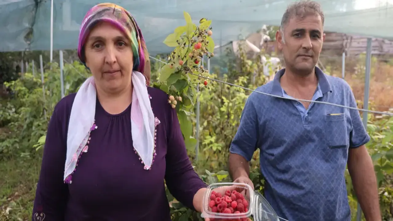 “Ben bu işi yaparım” dedi, başardı! İlçede ilk kez ektiği meyvenin kilosu 500 lira