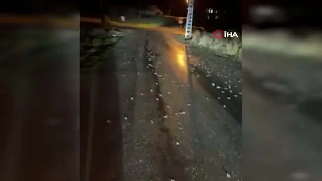 Bingöl'de yüzlerce kurbağa kara yoluna çıktı