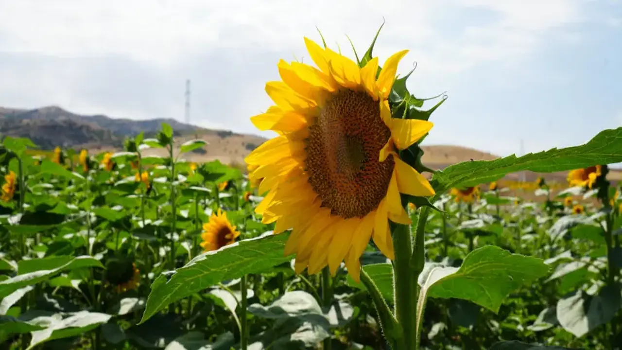 Çiftçiye ikinci kazanç sağlıyor! Buğday hasadının ardından ekildi