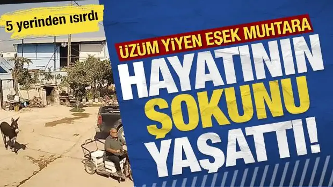 Eşek muhtara hayatının şokunu yaşattı: 5 yerinden ısırdı
