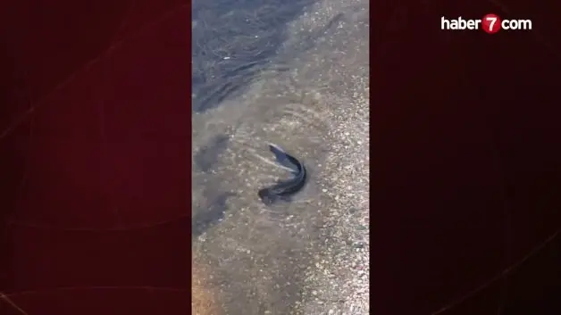 Eşine az rastlanan av kamerada: Yayın balığı güvercini böyle avladı!