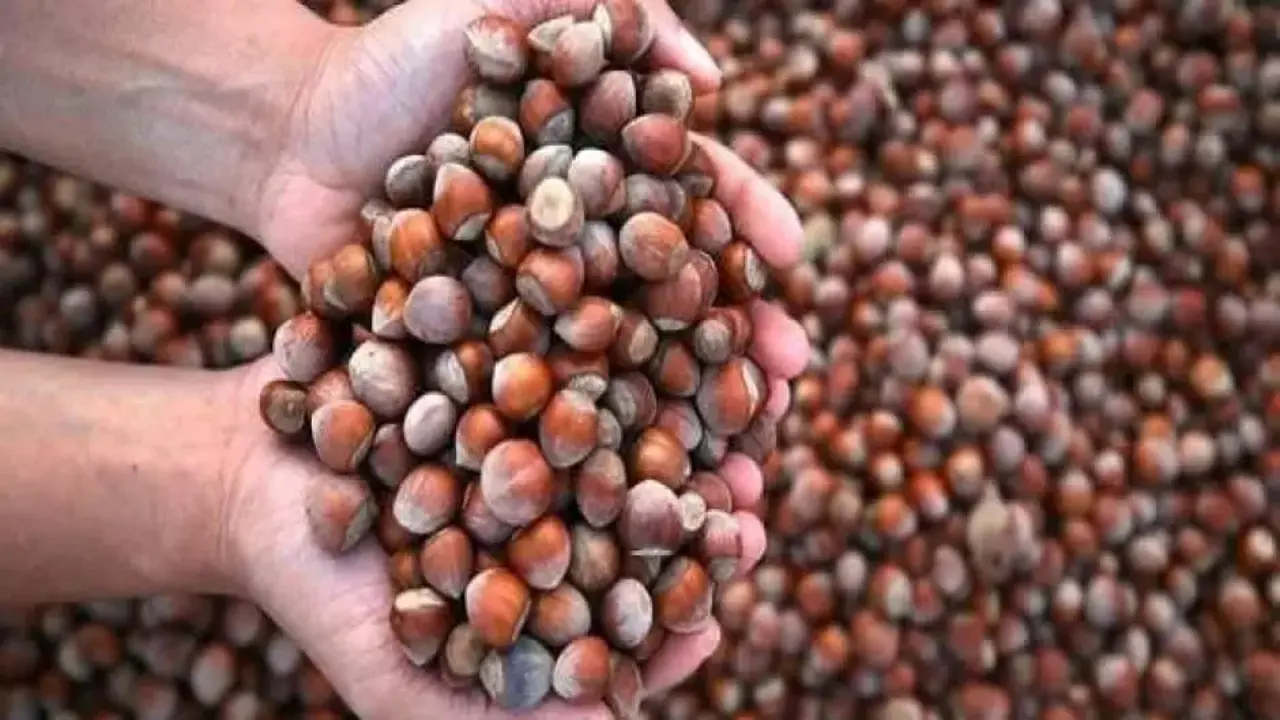 Fındık ihracatı kasayı doldurdu!