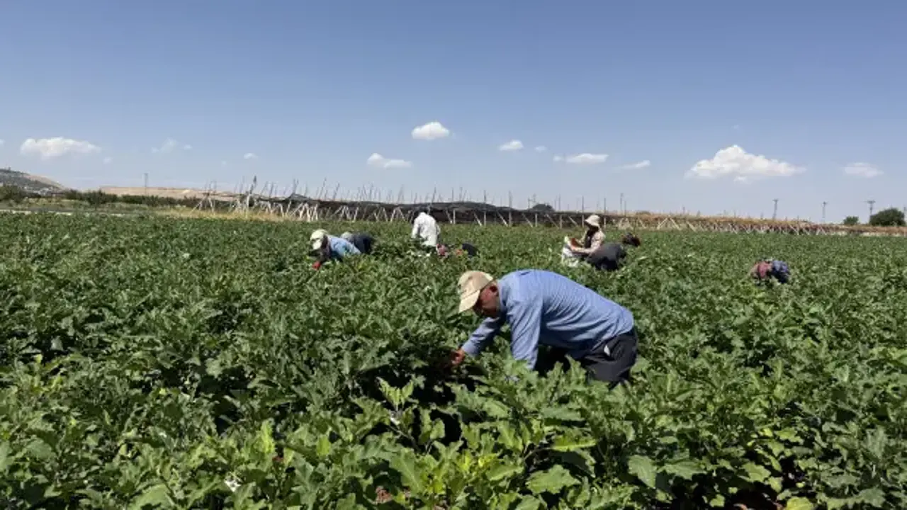 Gaziantep'te dolmalık patlıcan hasadı başladı