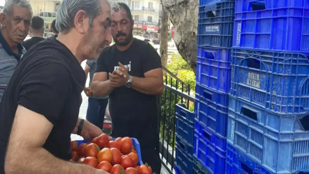 Halde alıcı bulamadı, 4 ton domatesi ücretsiz dağıttı!