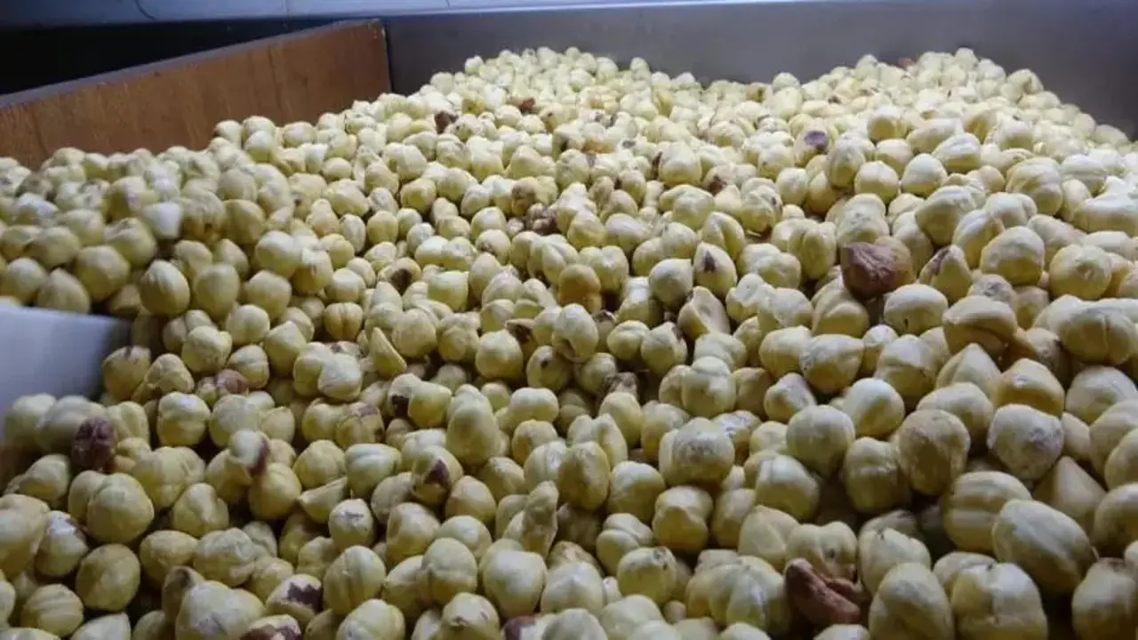 Hasadı tamamlandı, paketleme başladı: Yüzde 200 kazandırıyor!