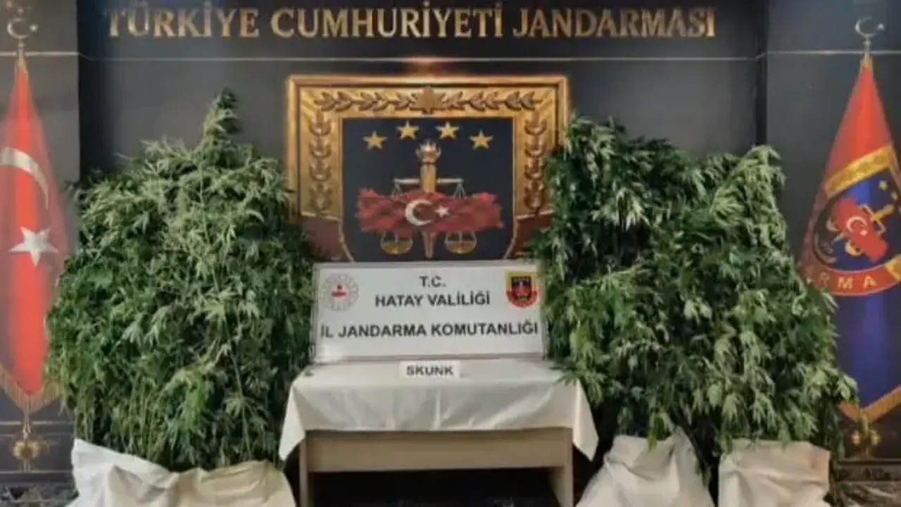 Hatay'da 371 kök kenevir ele geçirildi
