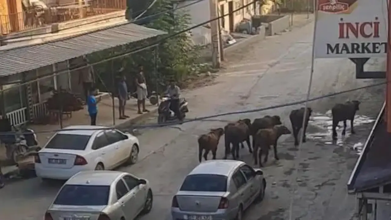 Hatay'da yola inen başıboş mandalar trafiği durma noktasına getirdi