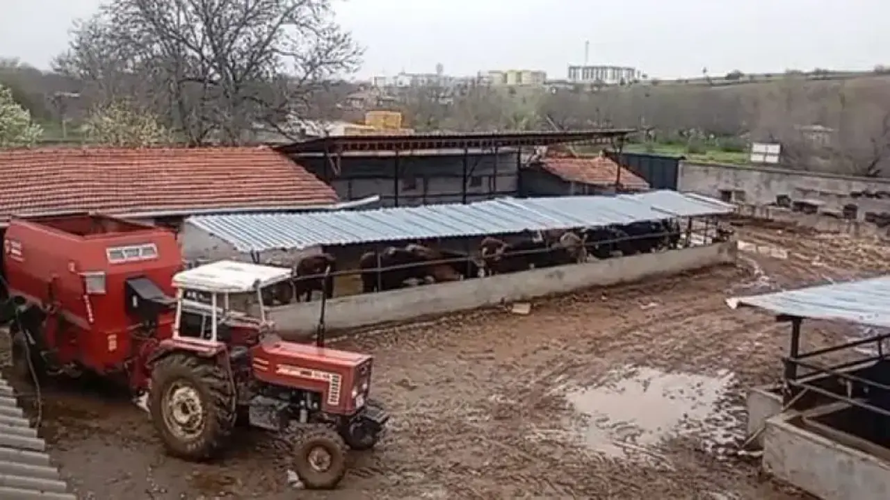 Hem koyunları çaldı hem de aramasına yardım etti! Akıllara durgunluk veren olay