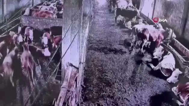 İnsanların hissetmediği depremi inekler önceden fark etti
