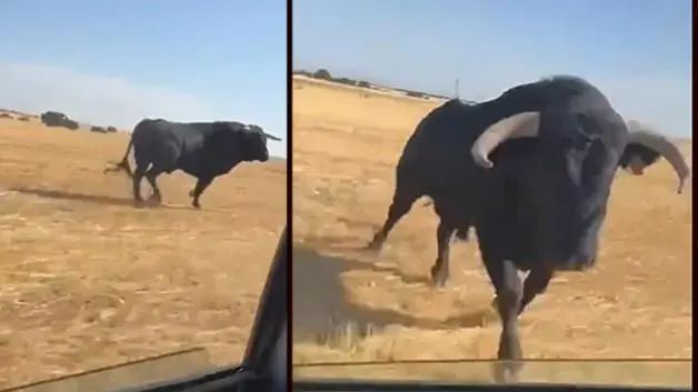 İspanya'da kızgın boğa araca saldırdı korku dolu anlar kameralara yansıdı