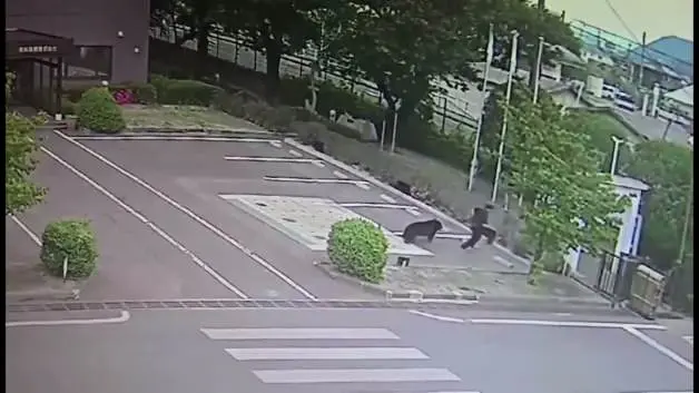 Japonya'da ayı saldırsı kamerada!