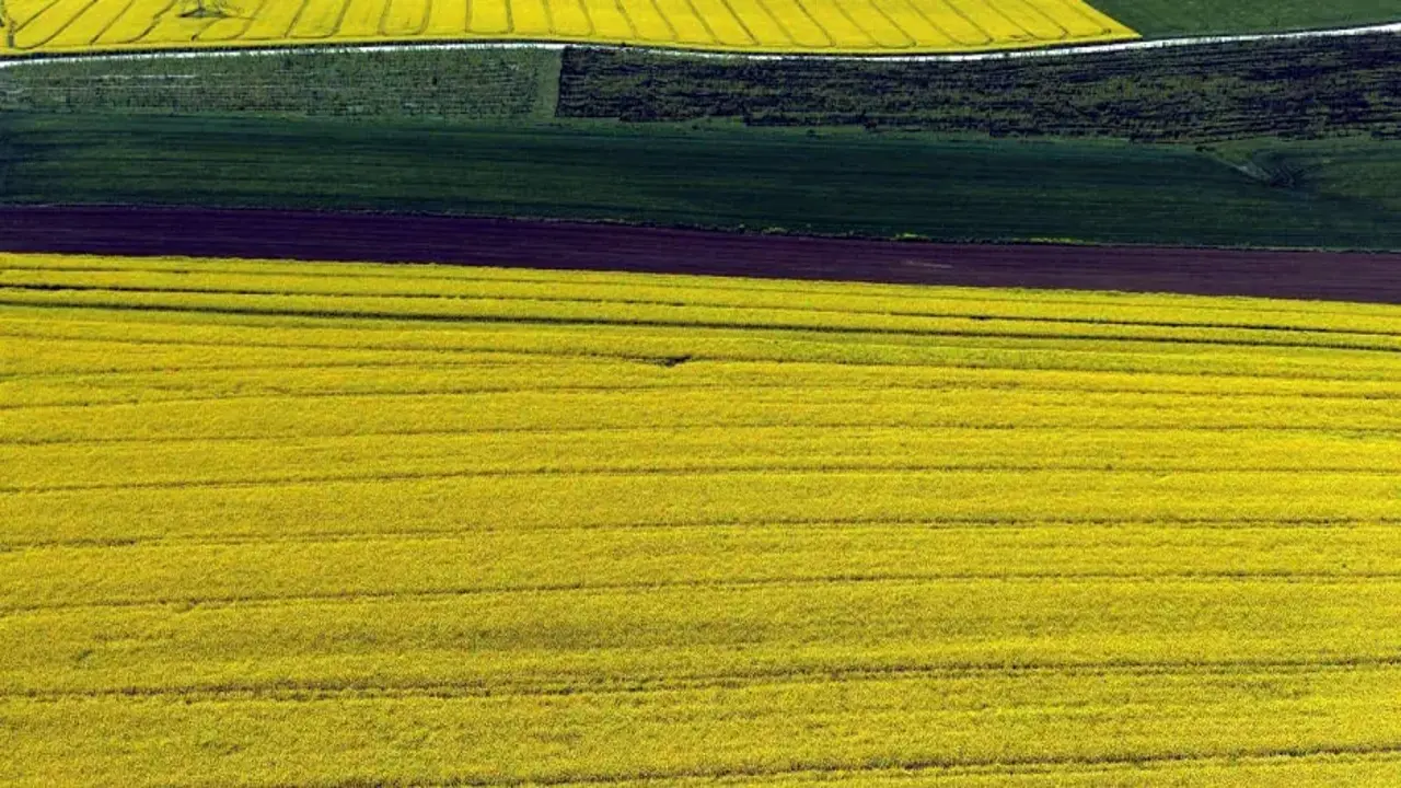 Kanola üretiminde rekor verim: Trakya'da “yılın kazananı” belli oldu