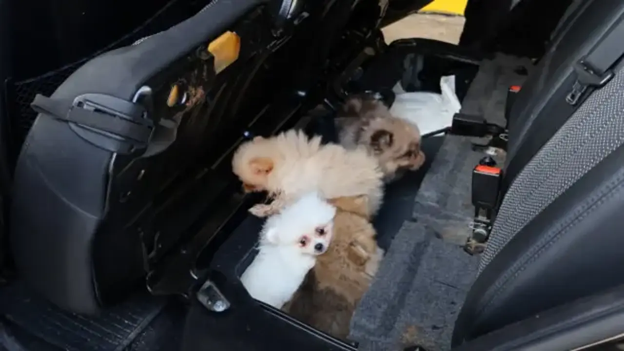 Kapıkule'de 'Pomeranian' cinsi 5 köpek yavrusu ele geçirildi