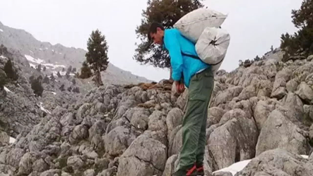 Kendiliğinden dağda yetişiyor: Bir günde 21 bin lira kazanıyor! Kilosu 300 lira