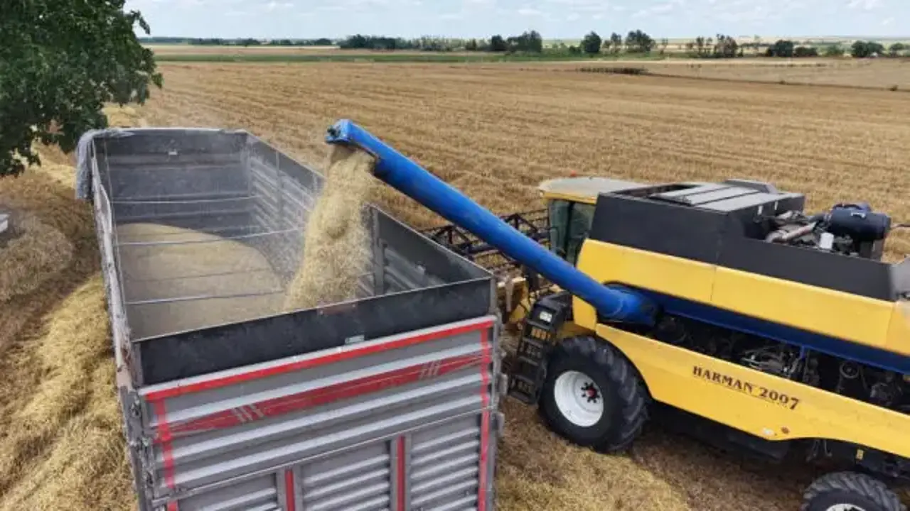 Makineler tarlaya indi, hasat başladı, kilosu 12 TL
