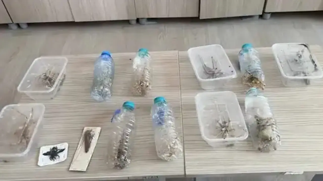 Nemrut Dağı'ndan çekirge toplayan 2 kişiye 1,4 milyon lira ceza