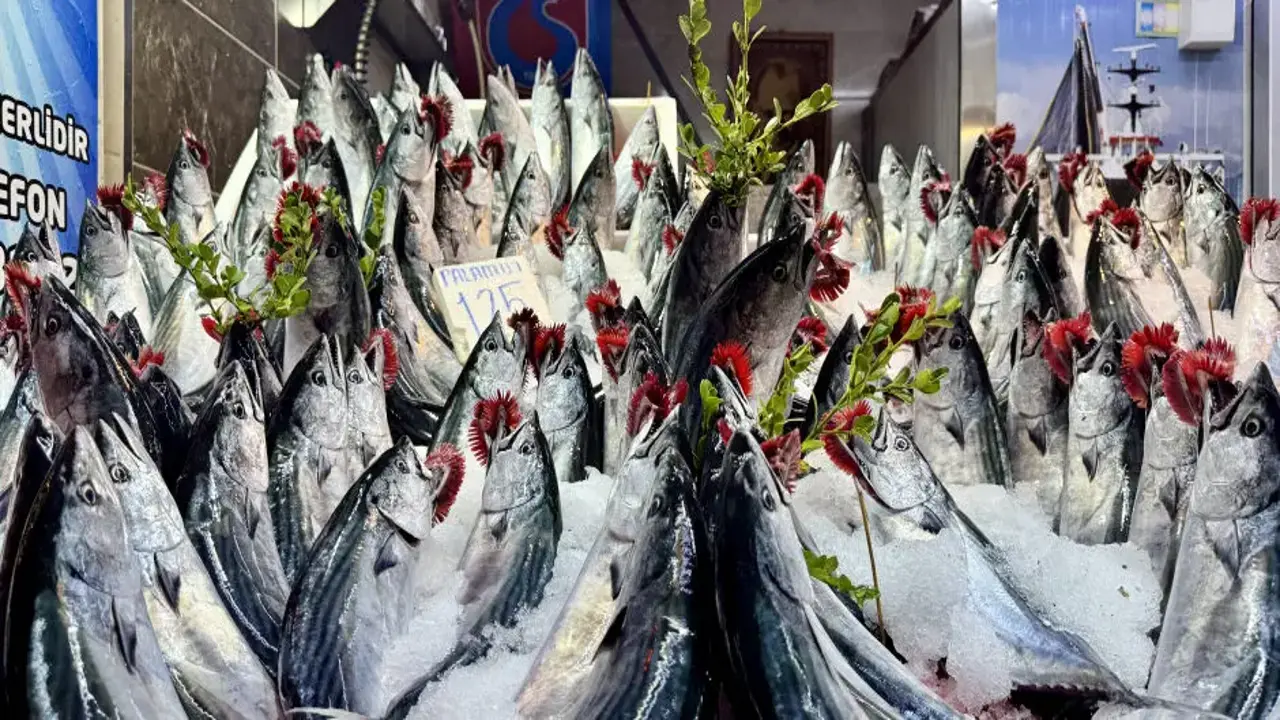 Palamut bolluğu başladı! Tanesi 100 TL'den satılıyor: Hamsi bu sezon az olacak