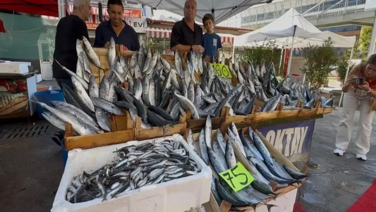 Palamut sezonu başladı: Tanesi 100 TL!