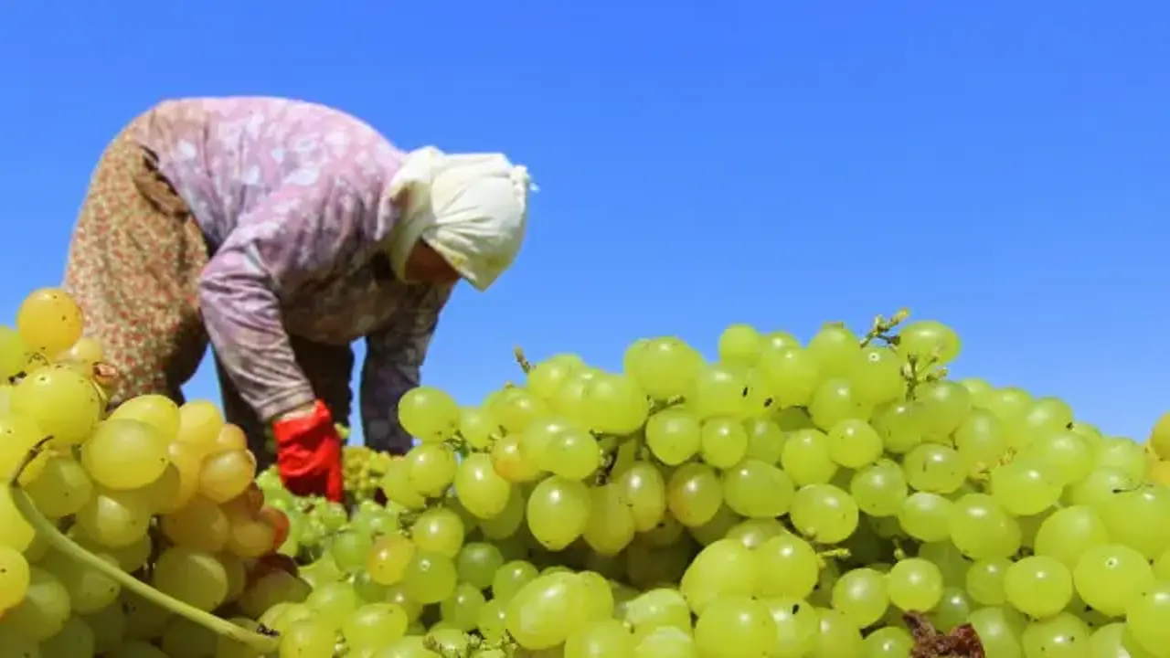 TARİŞ kuru üzüm avans fiyatını 80 TL olarak belirledi