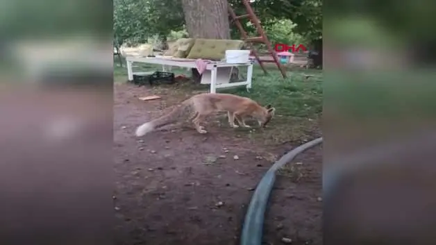 Tavuğunu yiyen tilkiye böyle hesap sordu: Utanmıyor musun?