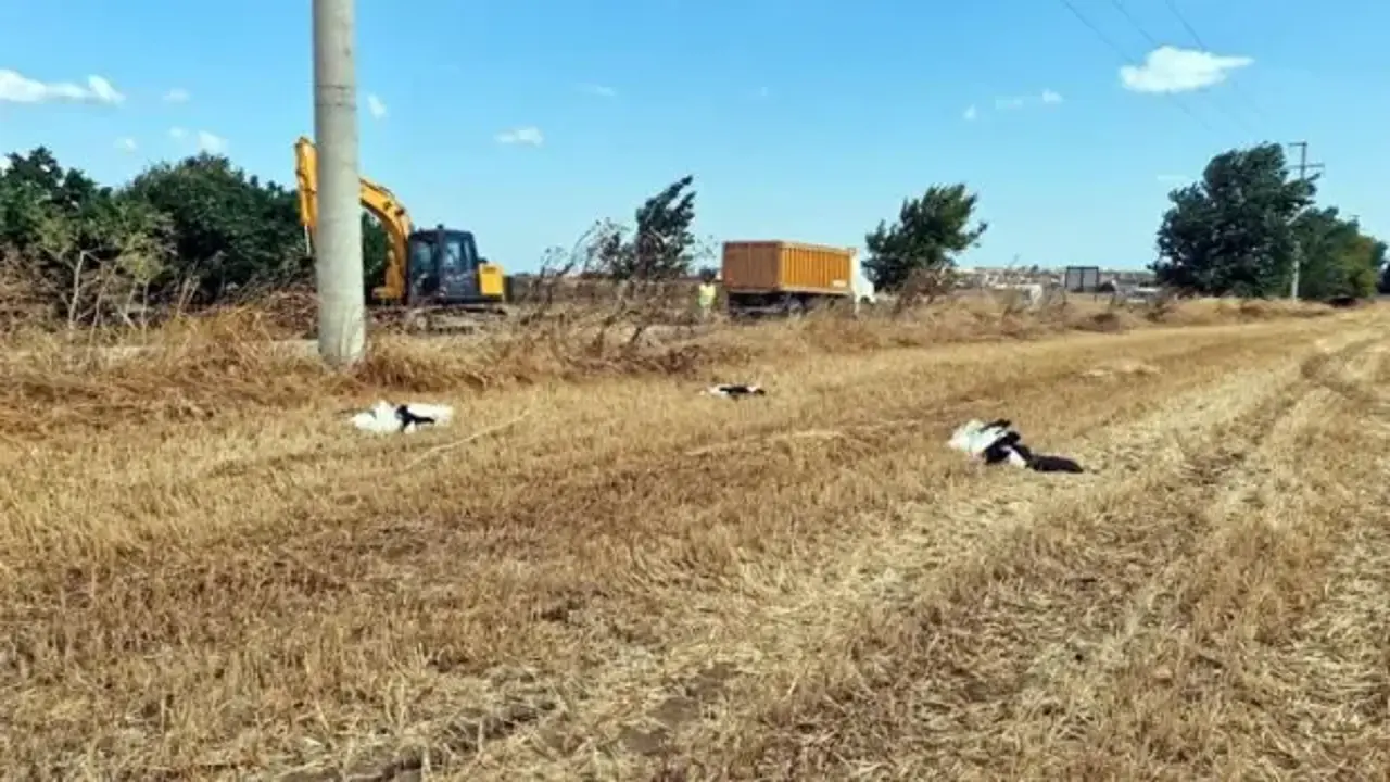 Tekirdağ'da göç yolundaki 30 leylek elektrik akımına kapılarak can verdi