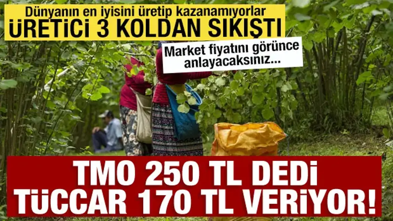 TMO 250 TL dedi, piyasa 170 TL'de kaldı! Çiftçi fiyat, kokarca ve yağmur arasında sıkışıp kaldı