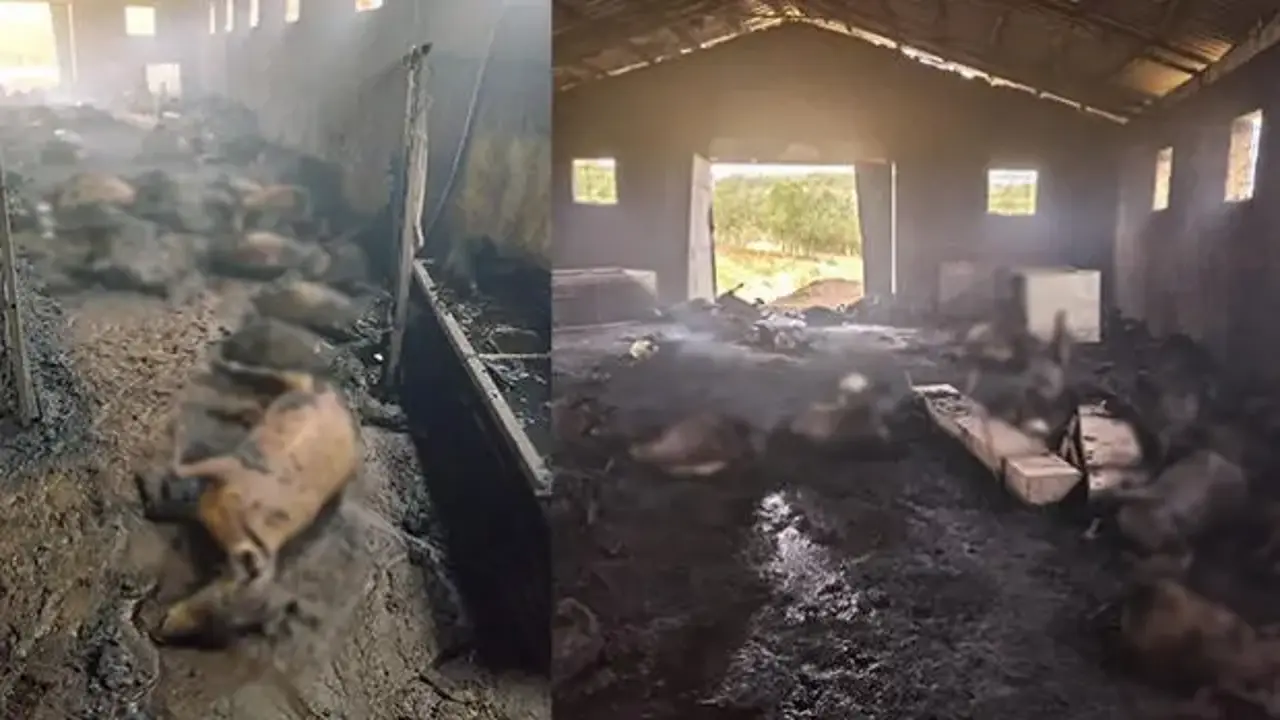 Tunceli'de besicinin belini büken manzara: 200 küçükbaş yandı