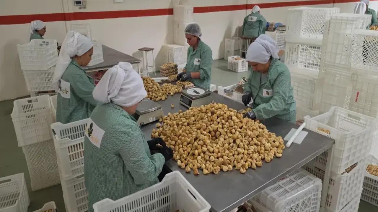 Türkiye’nin incir deposu ihracatta rekor kıracak!