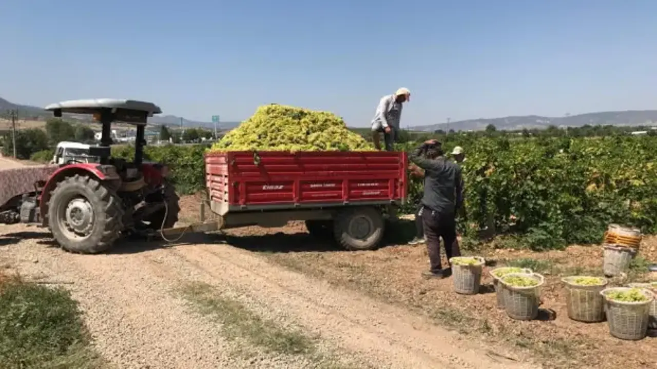 Üzüm üreticisi dertli! 'Üvey evlat muamelesi görüyoruz'
